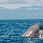 Whale Watching in Lajes do Pico