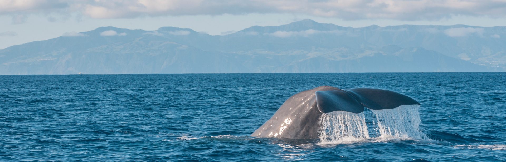 Whale Watching in Lajes do Pico