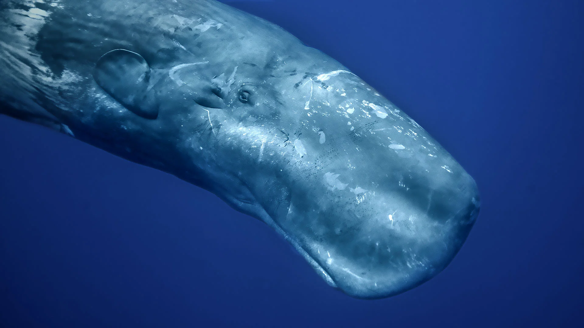 Are Whales Carnivores?