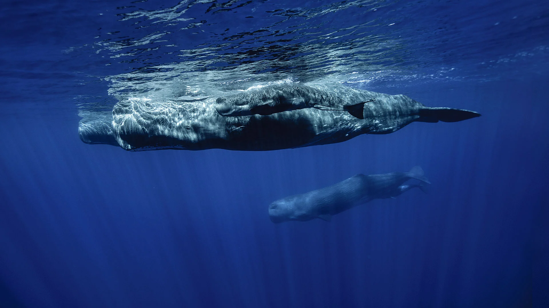 Whale Watching in Ponta Delgada