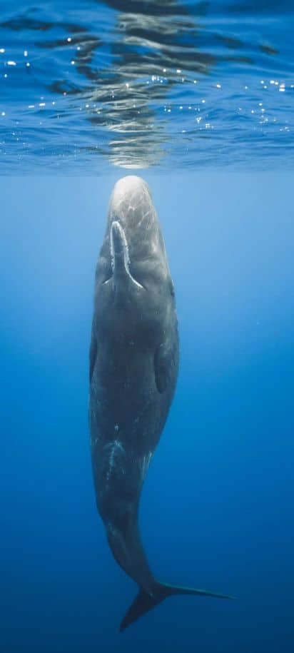 Walbeobachtung & Vila Franca Insel