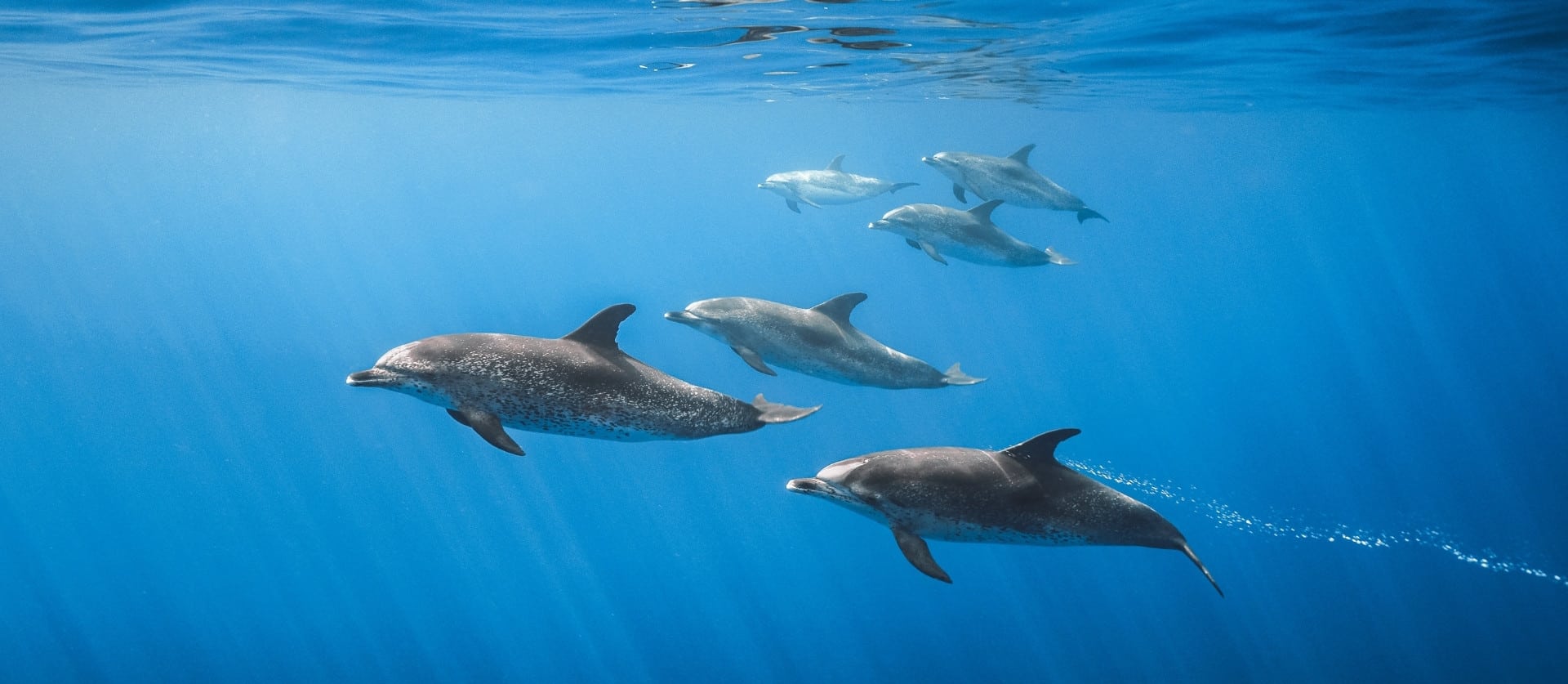 Sei ein Meeresbiologe für einen Tag Sei ein Meeresbiologe für einen Tag