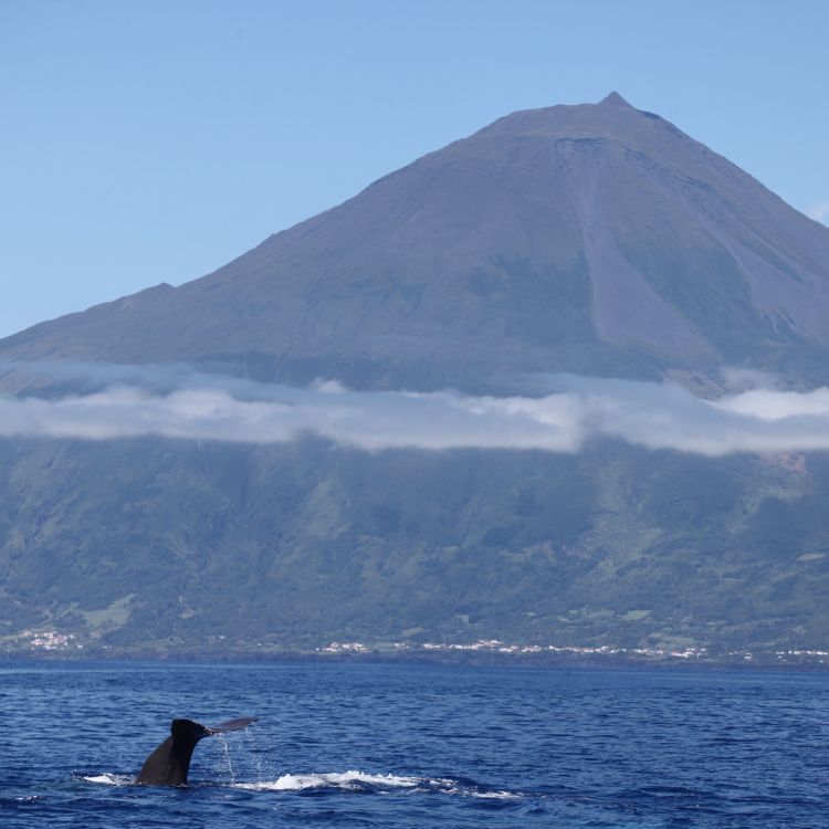 Whale Watching in Lajes do Pico