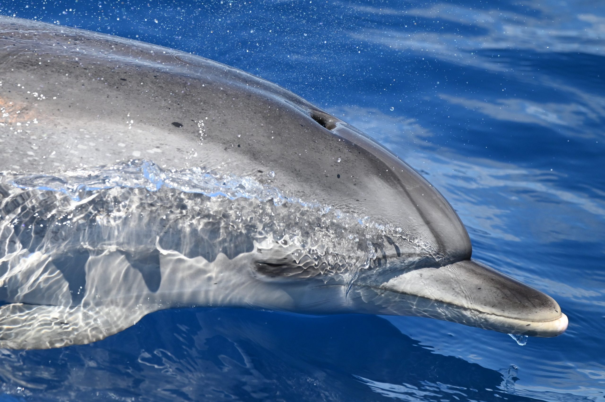 Équipe de biologistes marins