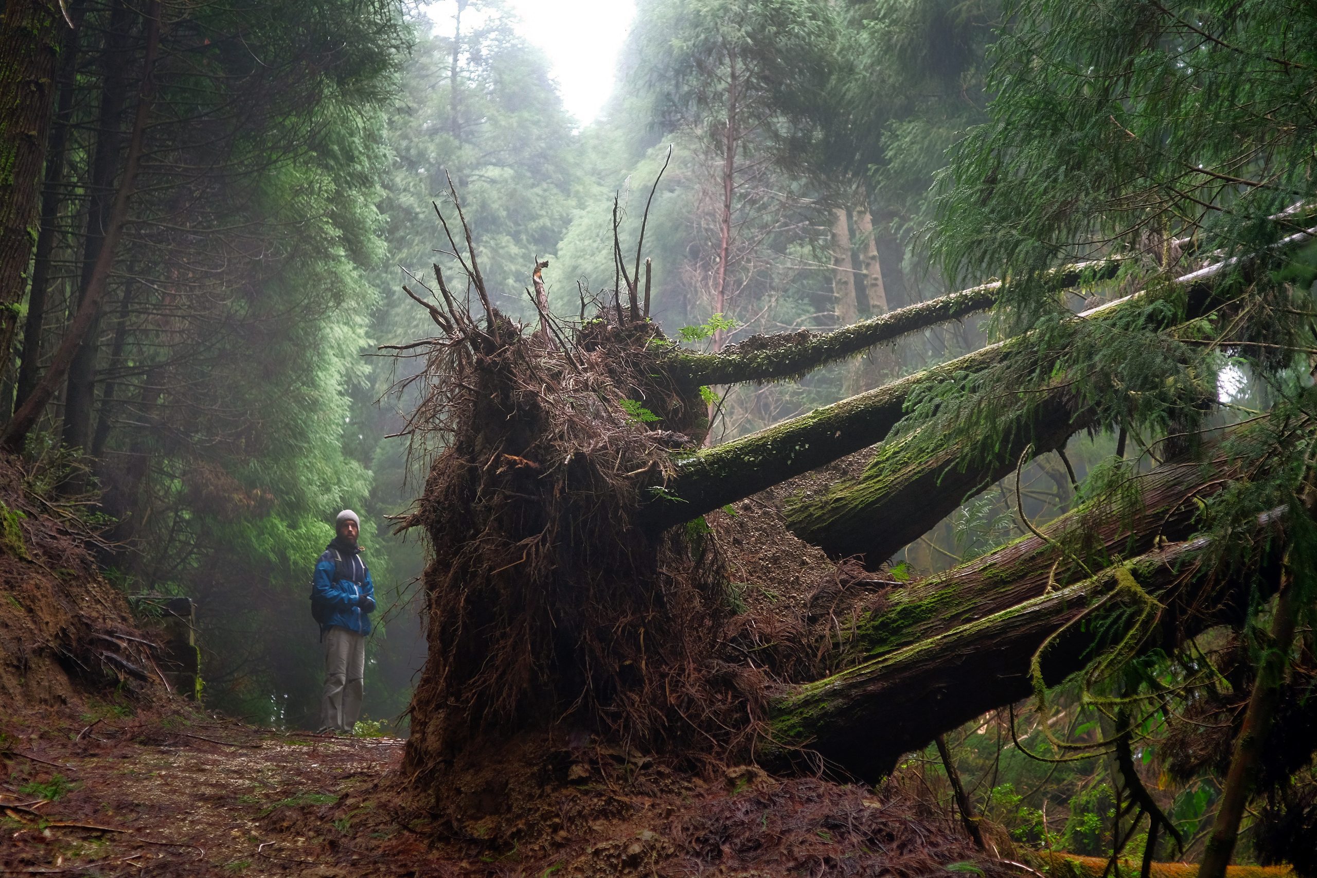 David Rodrigues | Nebliges Foto vom Wanderweg im Winter