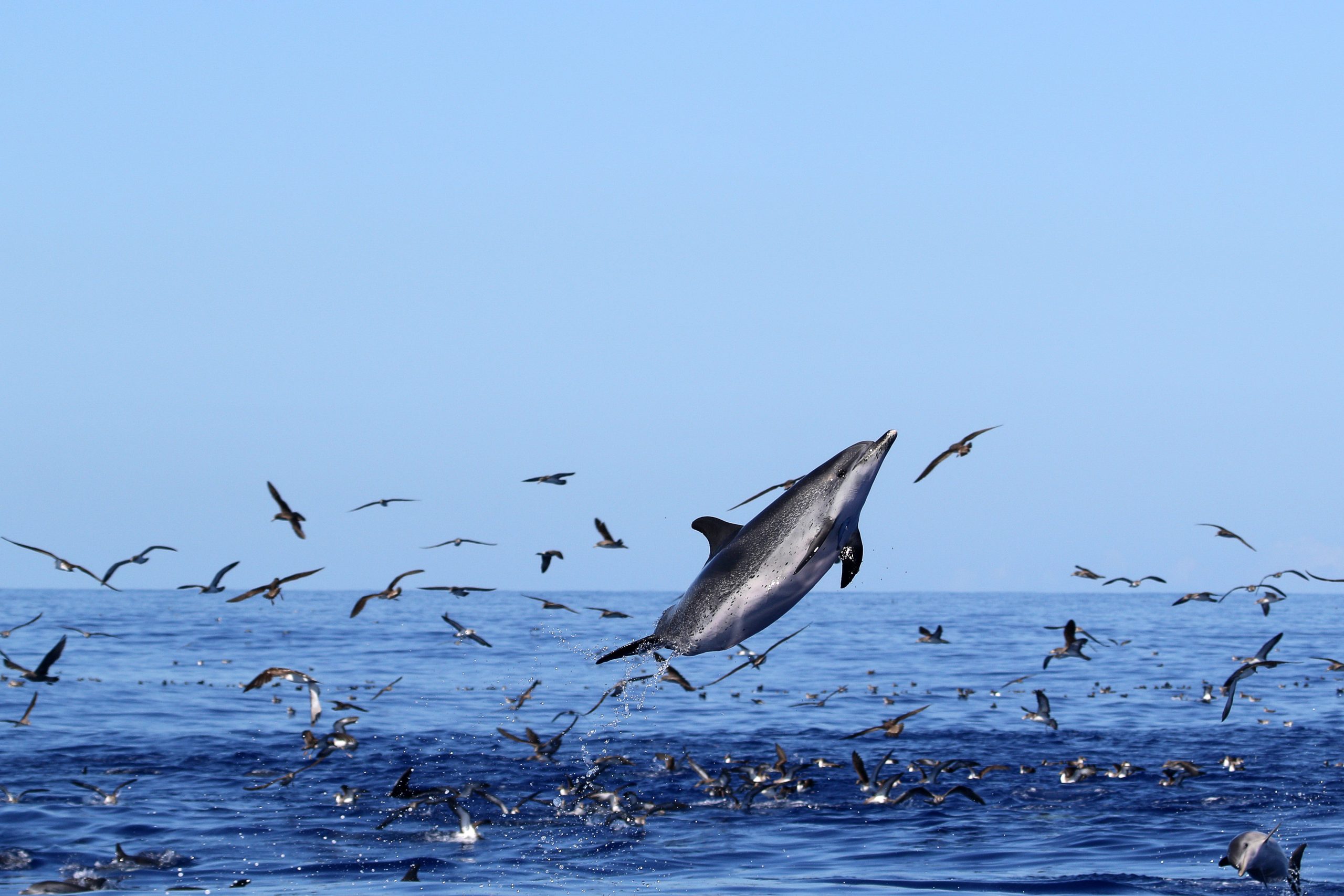 What Do Dolphins Eat | Scientific Approach