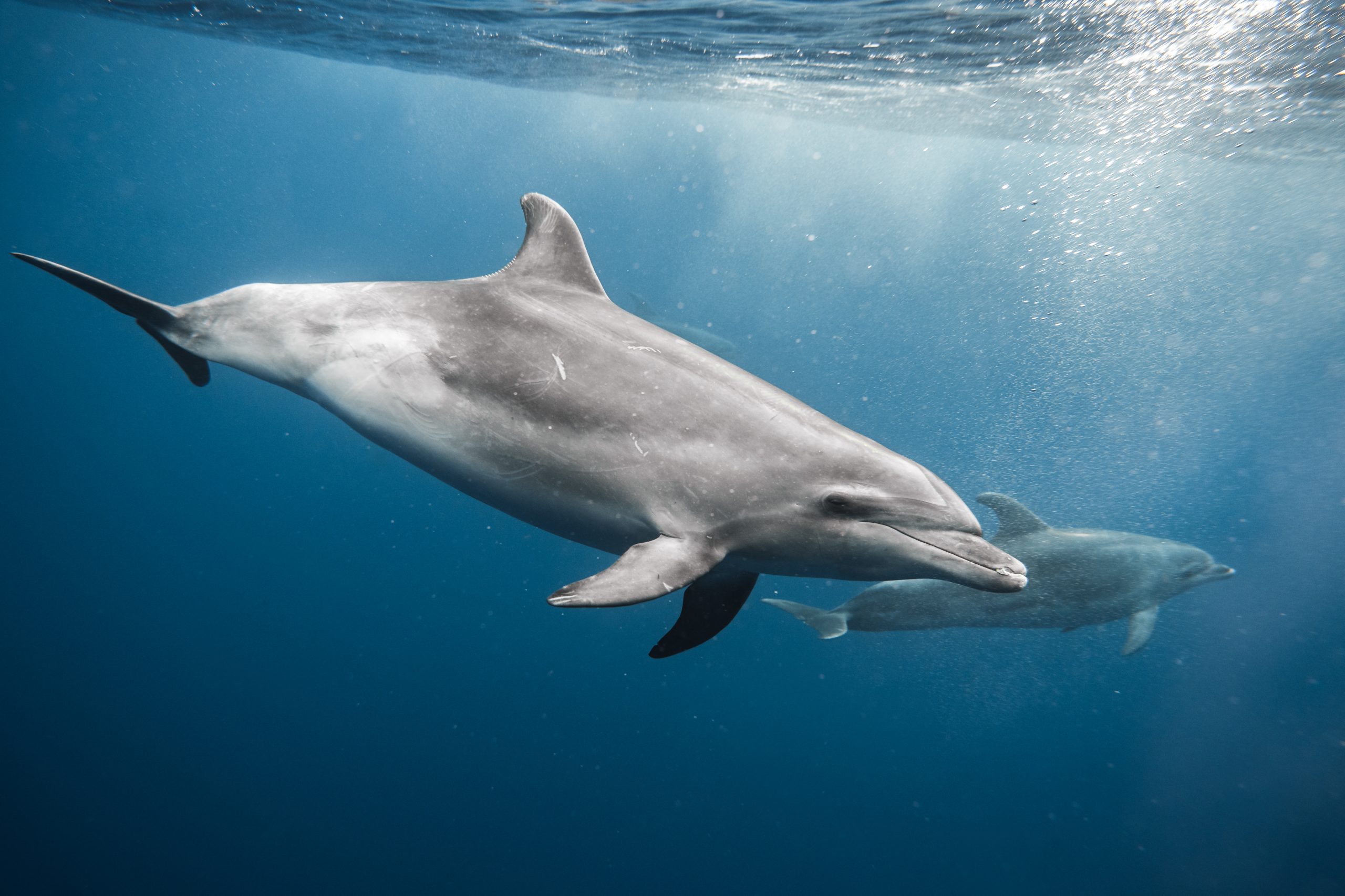 How Do Dolphins Sleep? | Scientific Approach