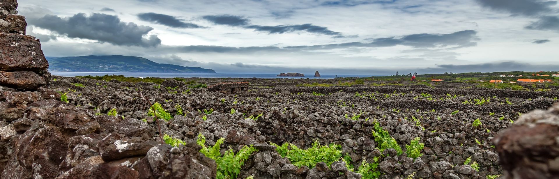 Van Tour Pico Wine Culture