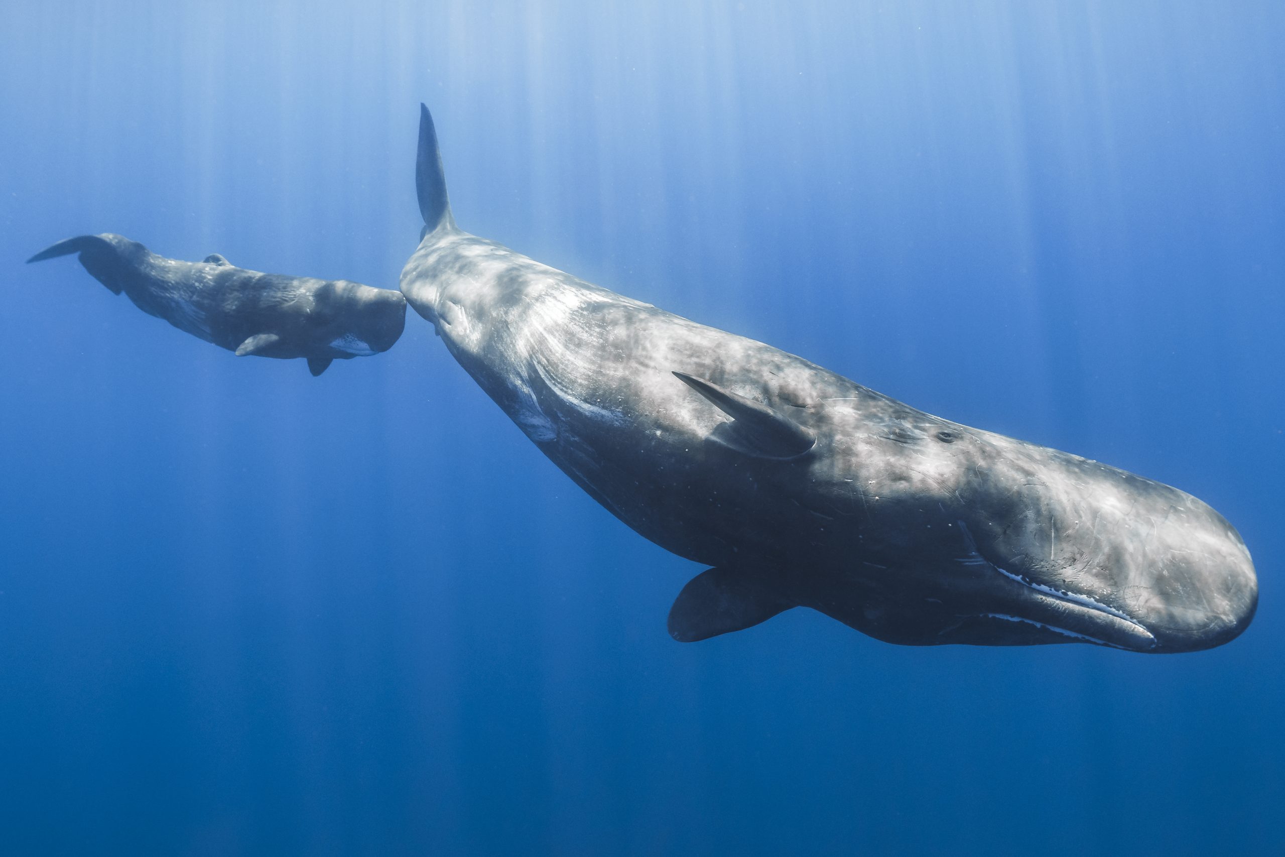 What Does Whale Milk Taste Like? | Scientific Explanation