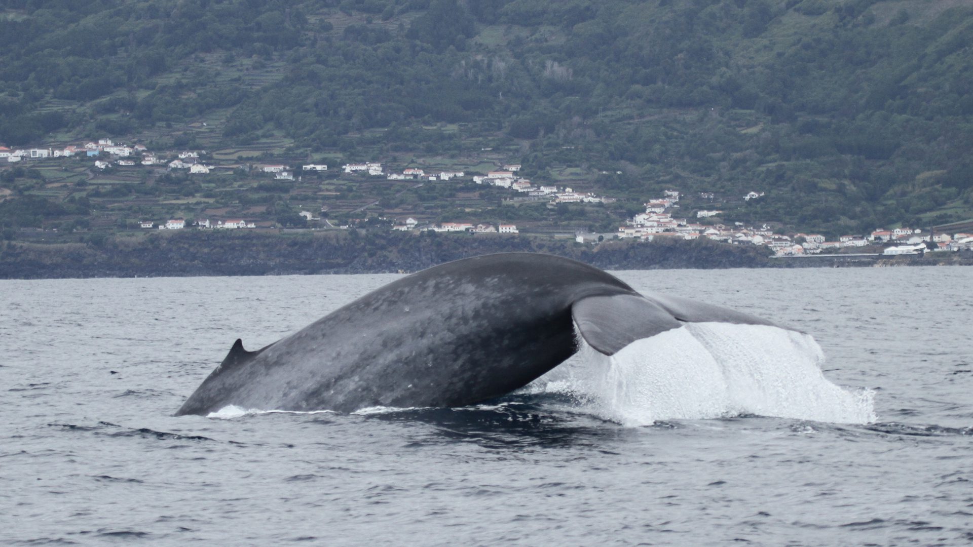 Roxane Rambert | Blue Whale diving near the shore of Pico island