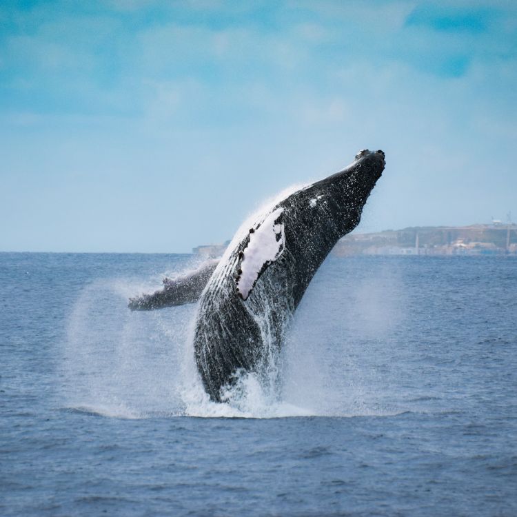 Whale Watching in Ponta Delgada