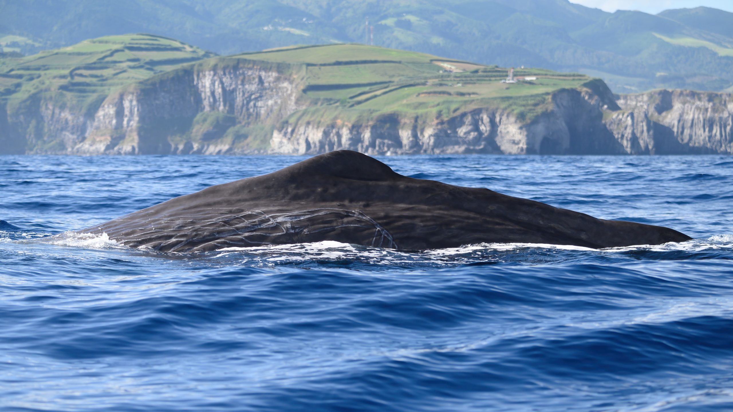 Rafael Martins | Great detail photo of a Sperm Whale near the coast of São Miguel island, Azores