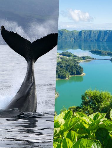 Whale Watching & Jeep Tour Sete Cidades