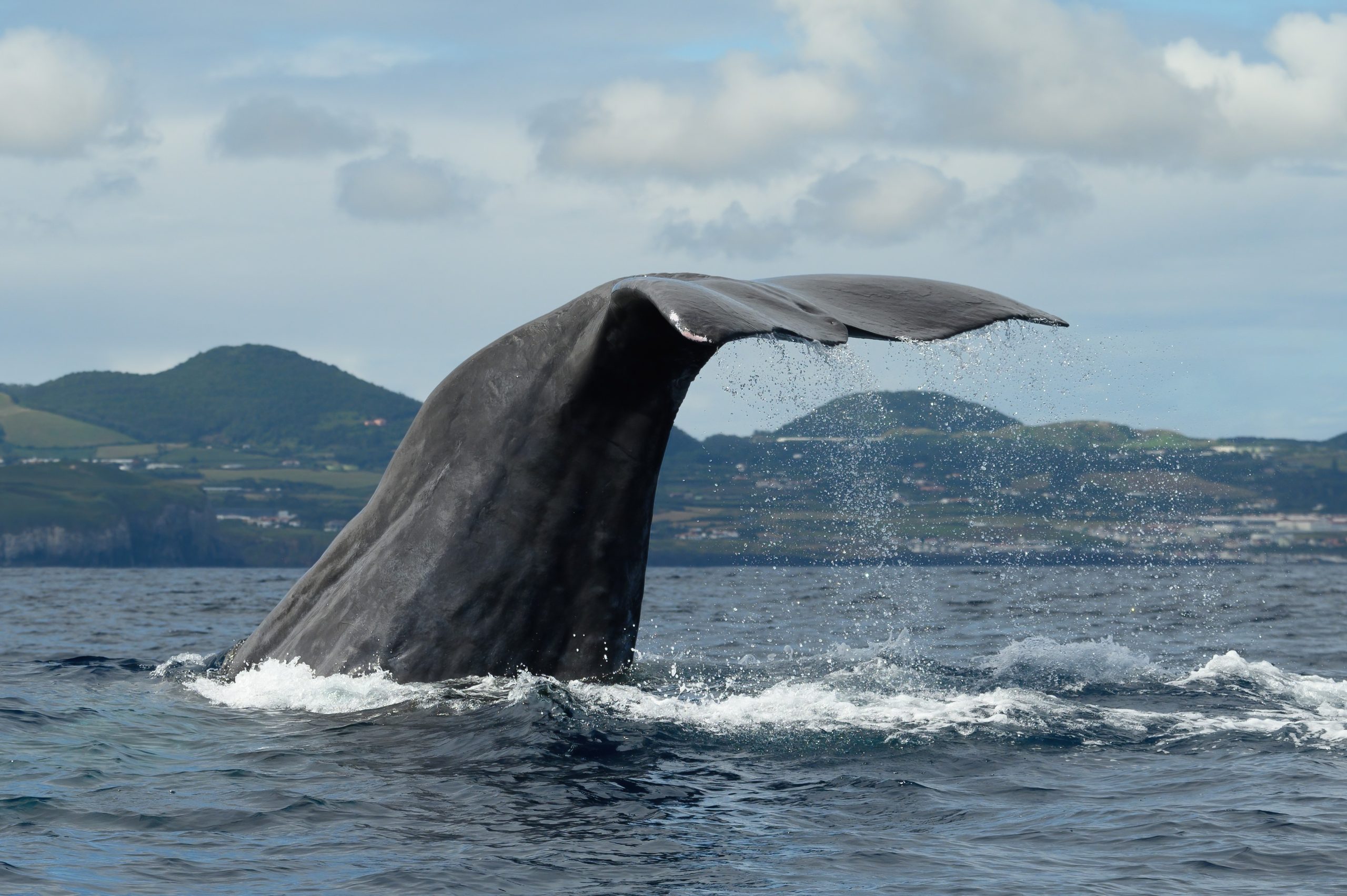 Whale Watching in Rabo de Peixe