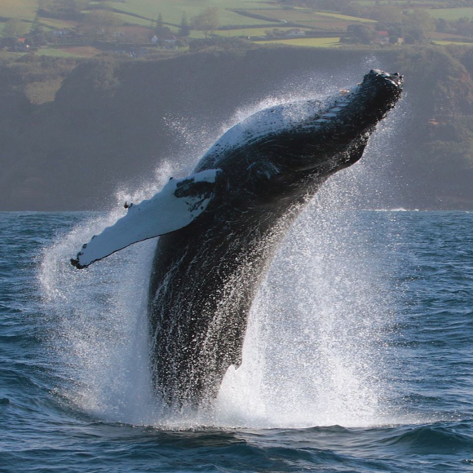 15 Years of Scientific Publications: Unveiling Azores' Aquatic Enigmas