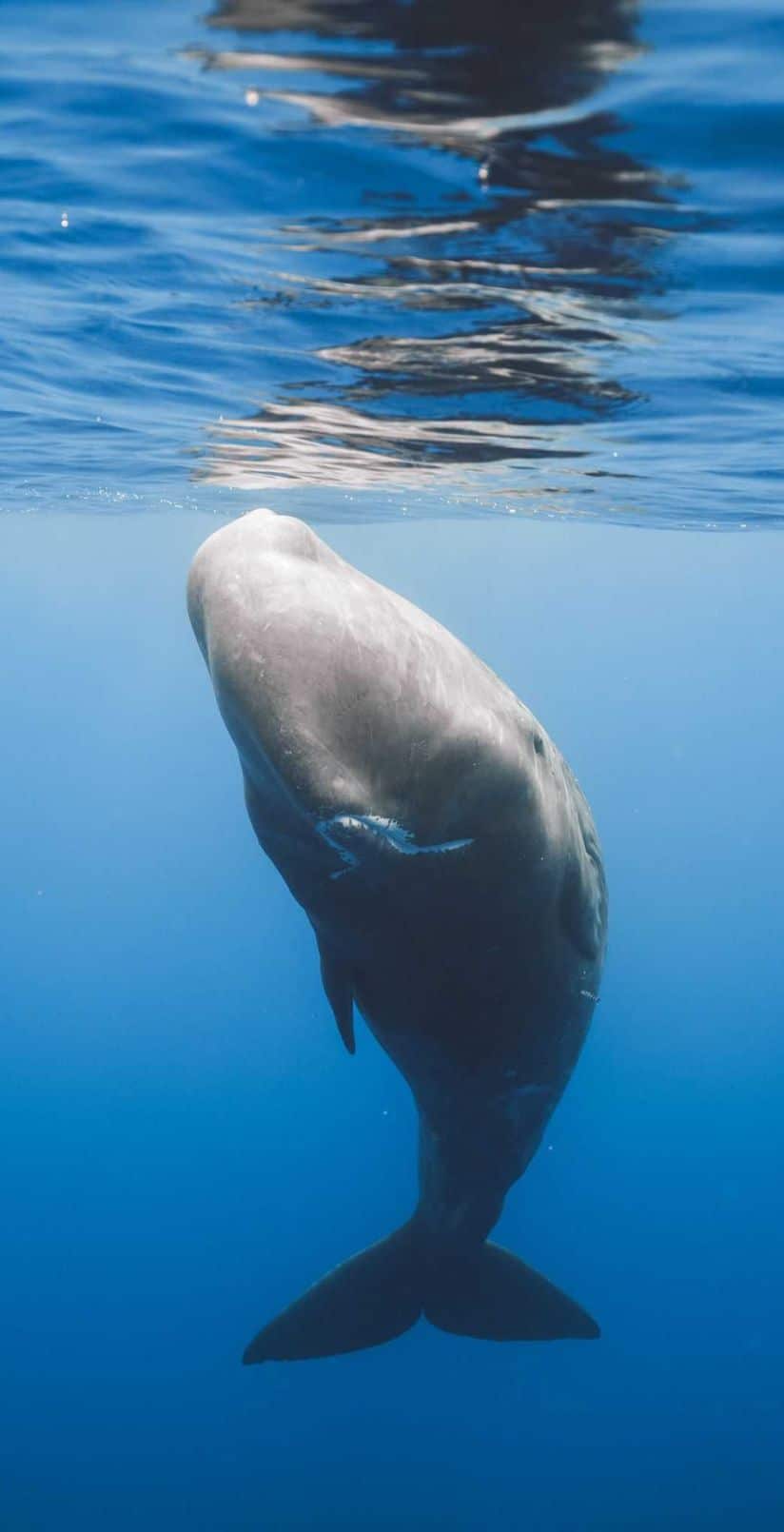 Observation des baleines à Rabo de Peixe