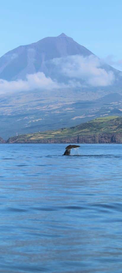 Whale Watching in Lajes do Pico Whale Watching in Lajes do Pico