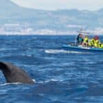 Whale Watching in Ponta Delgada
