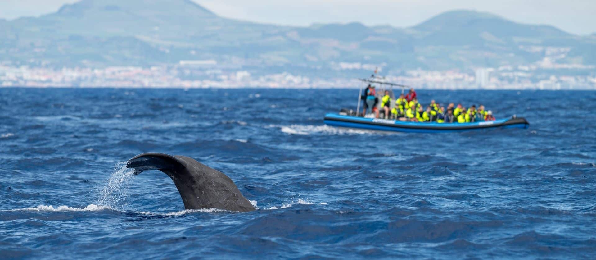 Observation des baleines à Ponta Delgada Observation des baleines à Ponta Delgada