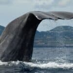 Whale Watching in Rabo de Peixe