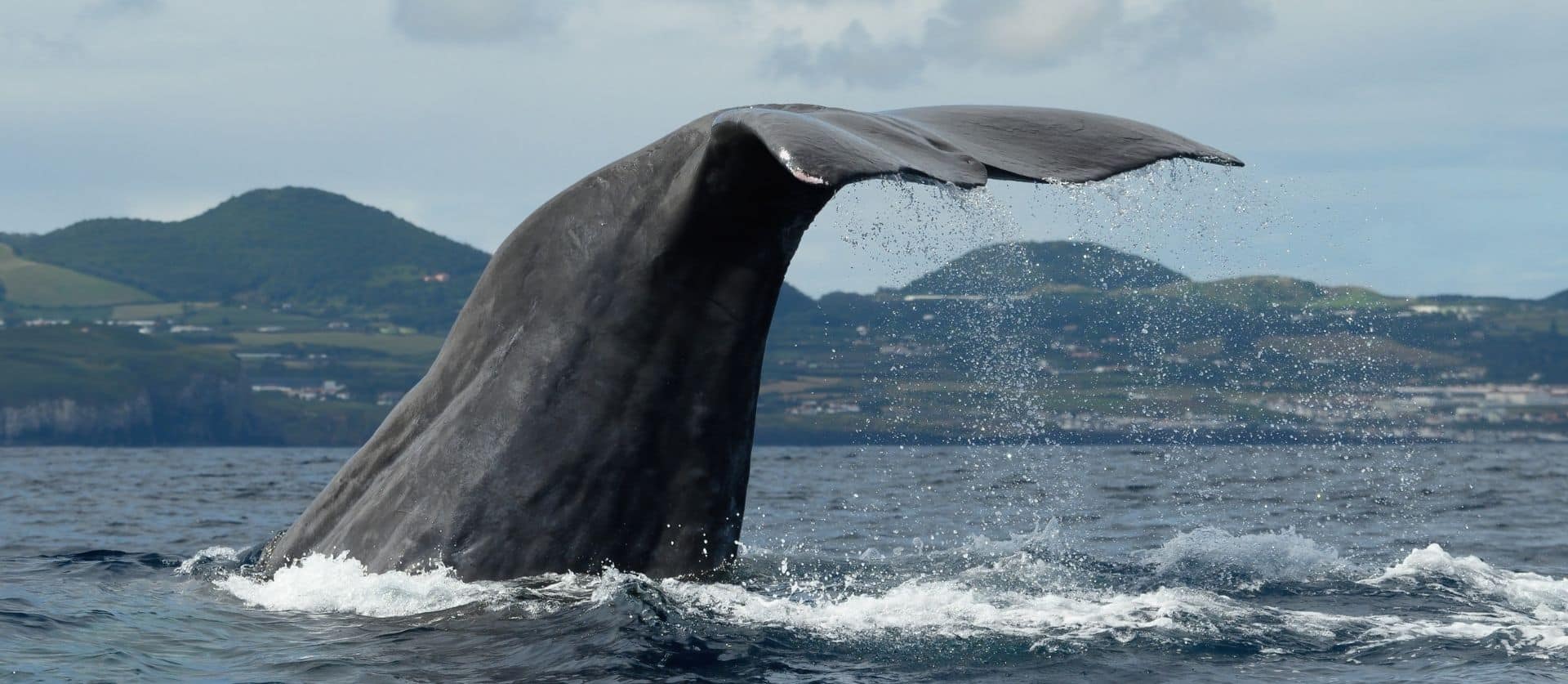 Observation des baleines à Rabo de Peixe