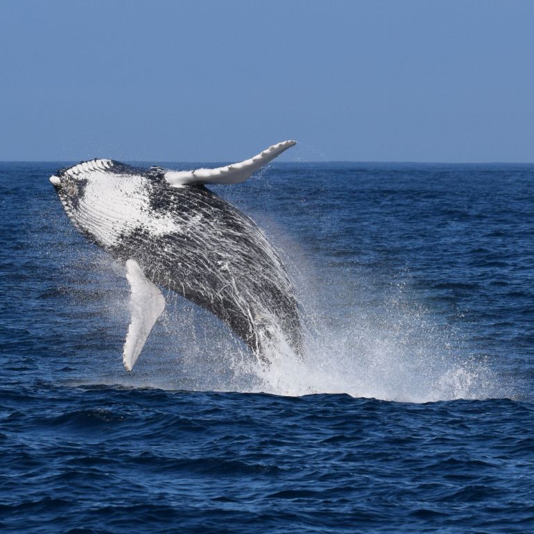 Whale Watching in Ponta Delgada