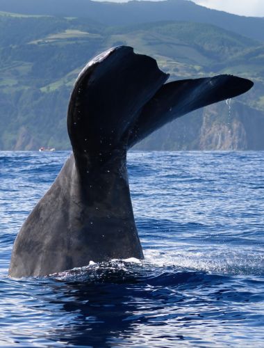 Whale Watching in Rabo de Peixe