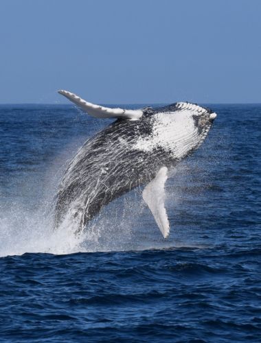 Whale Watching in Lajes do Pico