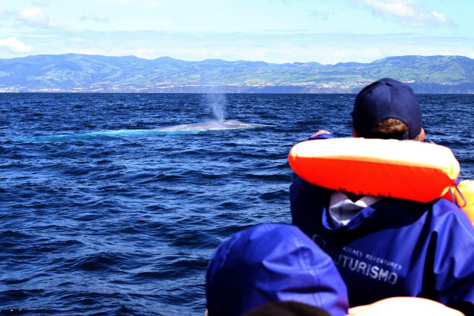 Blue Whale São Miguel Azores Futurismo Whale Watching Azores