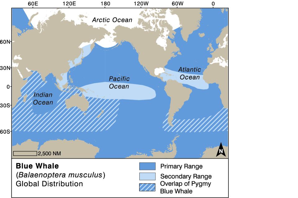 Blue Whale distribution map and migration routes