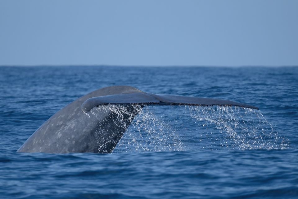 Blue Whale São Miguel Azores Futurismo Whale Watching Azores