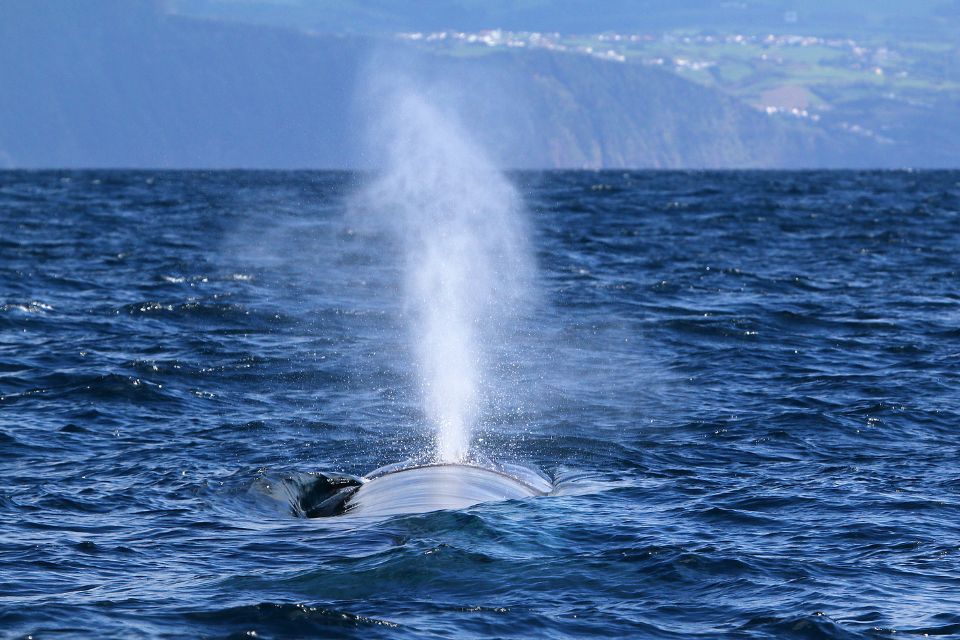 Blue Whale São Miguel Azores Futurismo Whale Watching Azores