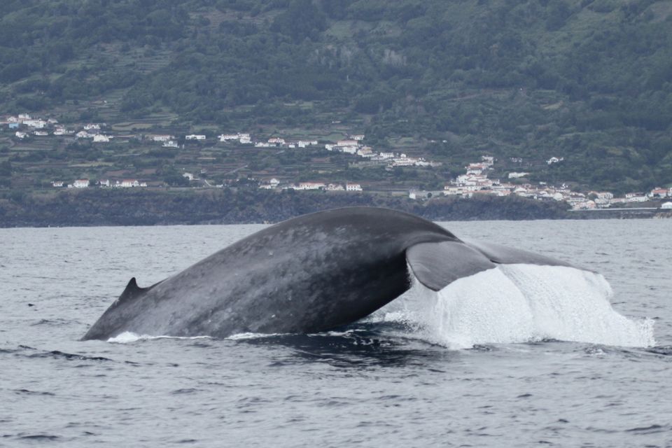 How long can a blue whale hold its breath?