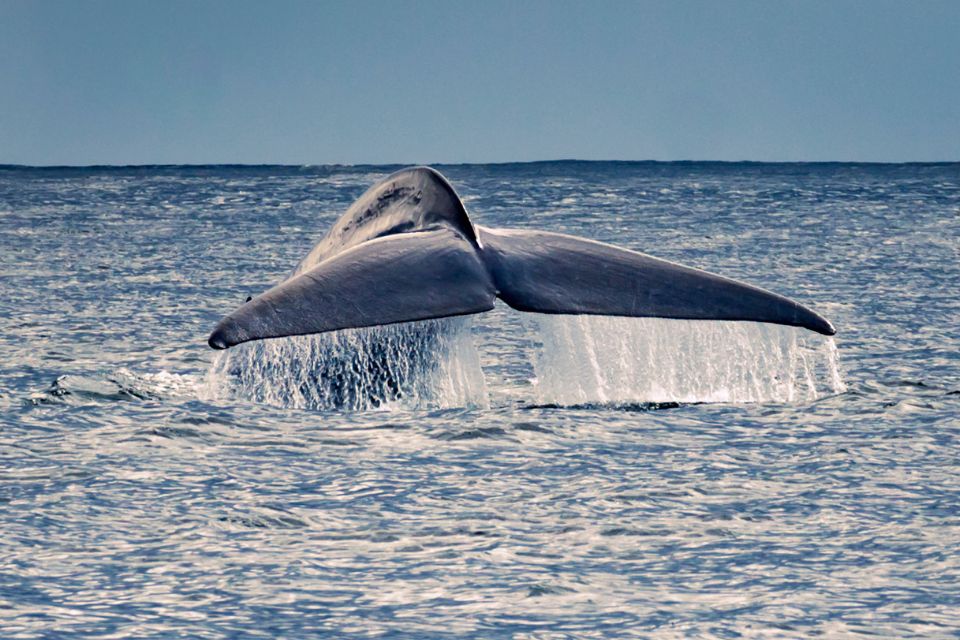 Blue Whale São Miguel Azores Futurismo Whale Watching Azores