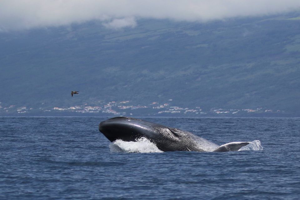 Blue Whale São Miguel Azores Futurismo Whale Watching Azores