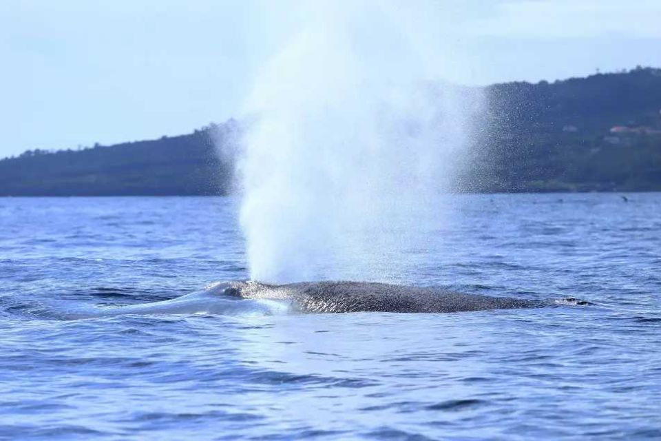 Blue Whale São Miguel Azores Futurismo Whale Watching Azores