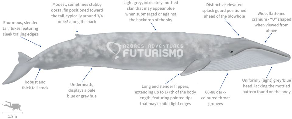 Blue Whale size comparison to human. Also displayed main characteristics and facts.