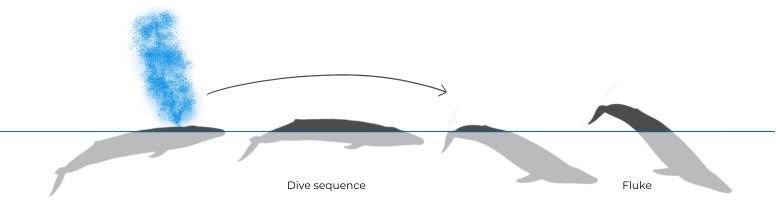 Blue Whale diving sequence and typical behavior