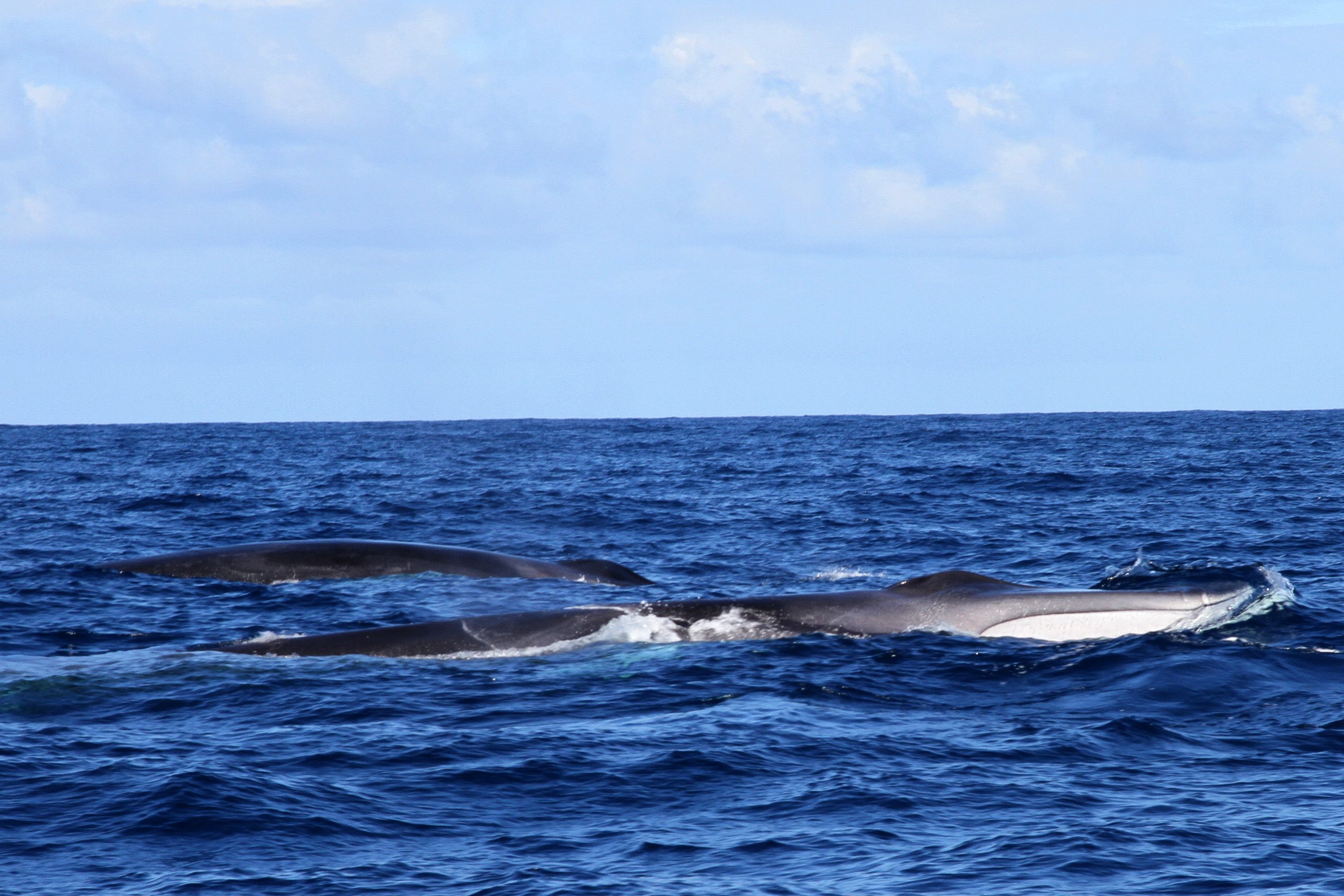 Is the Fin Whale endangered? | Scientific Approach