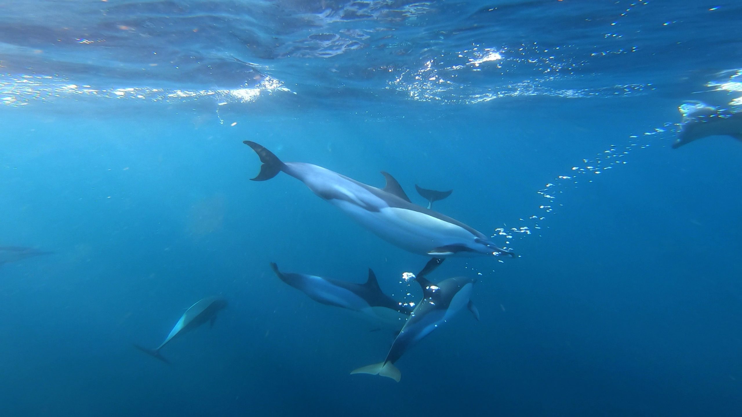 How Do Whales and Dolphins Communicate? | Scientific Approach