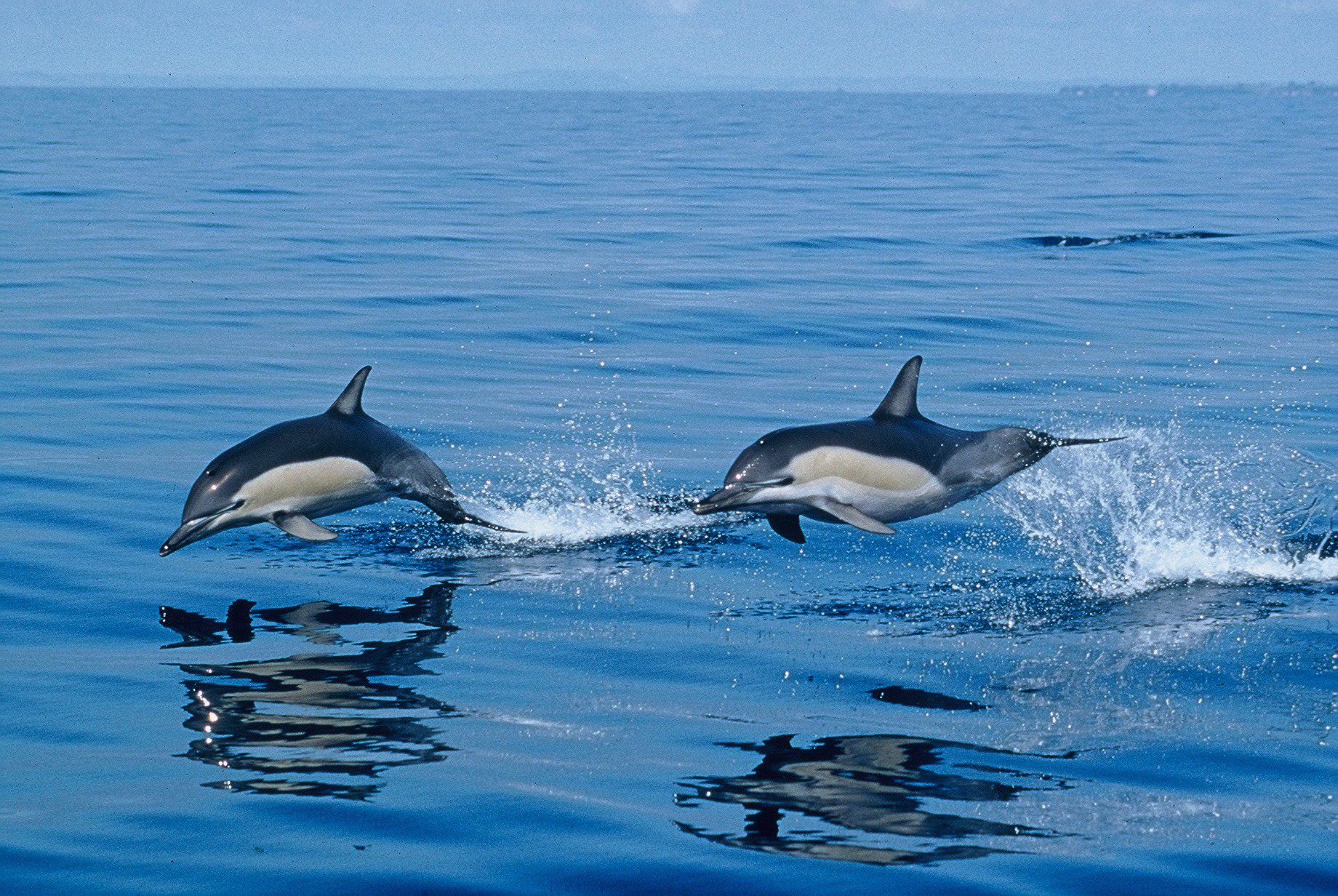 What is a Group of Dolphins called? | Scientific Approach