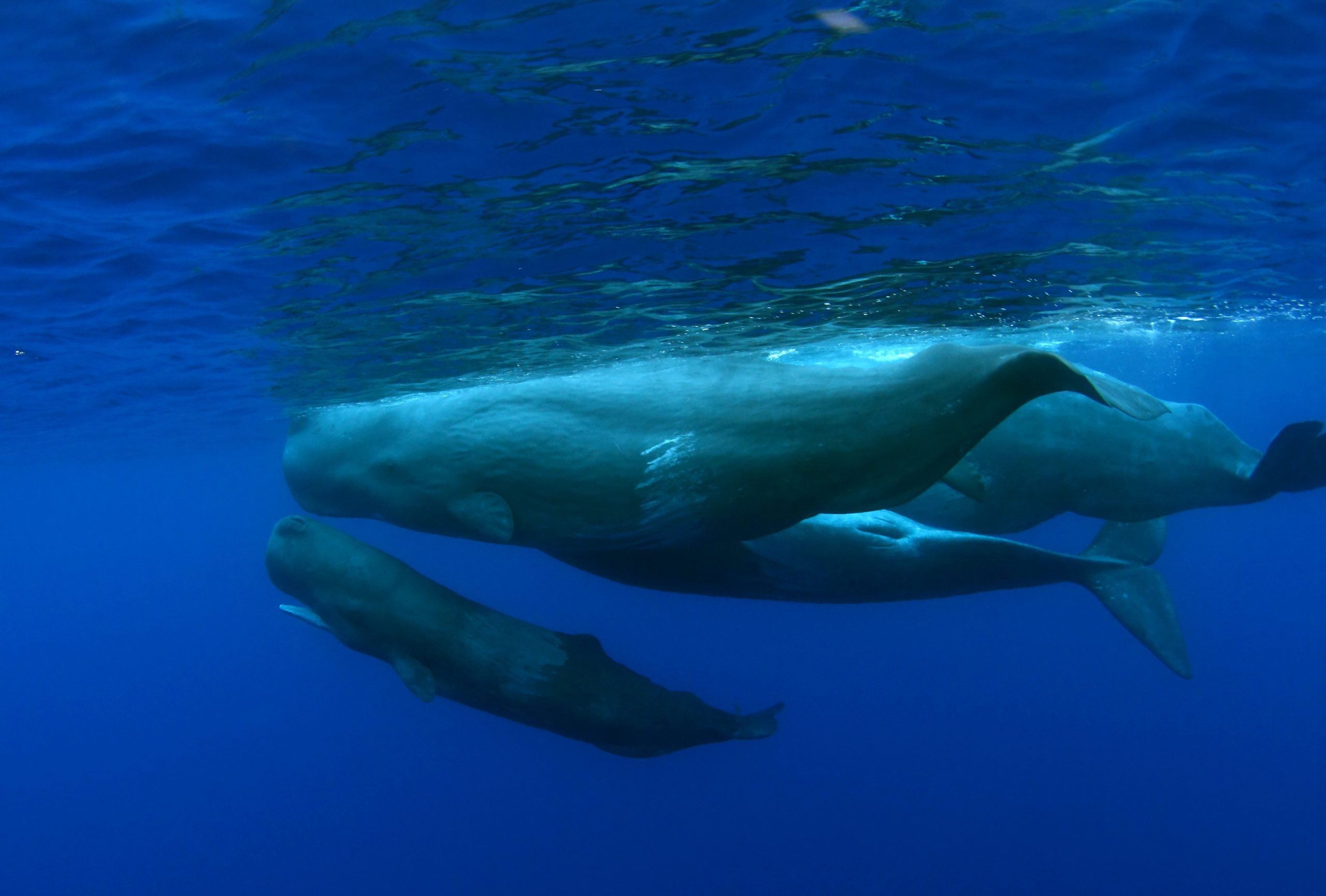 Whale Watching in Azores: When is the best time?