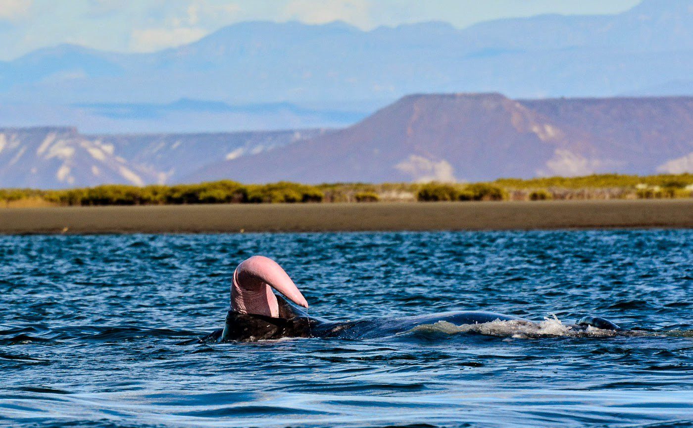 What Does a Whale Penis Look Like?