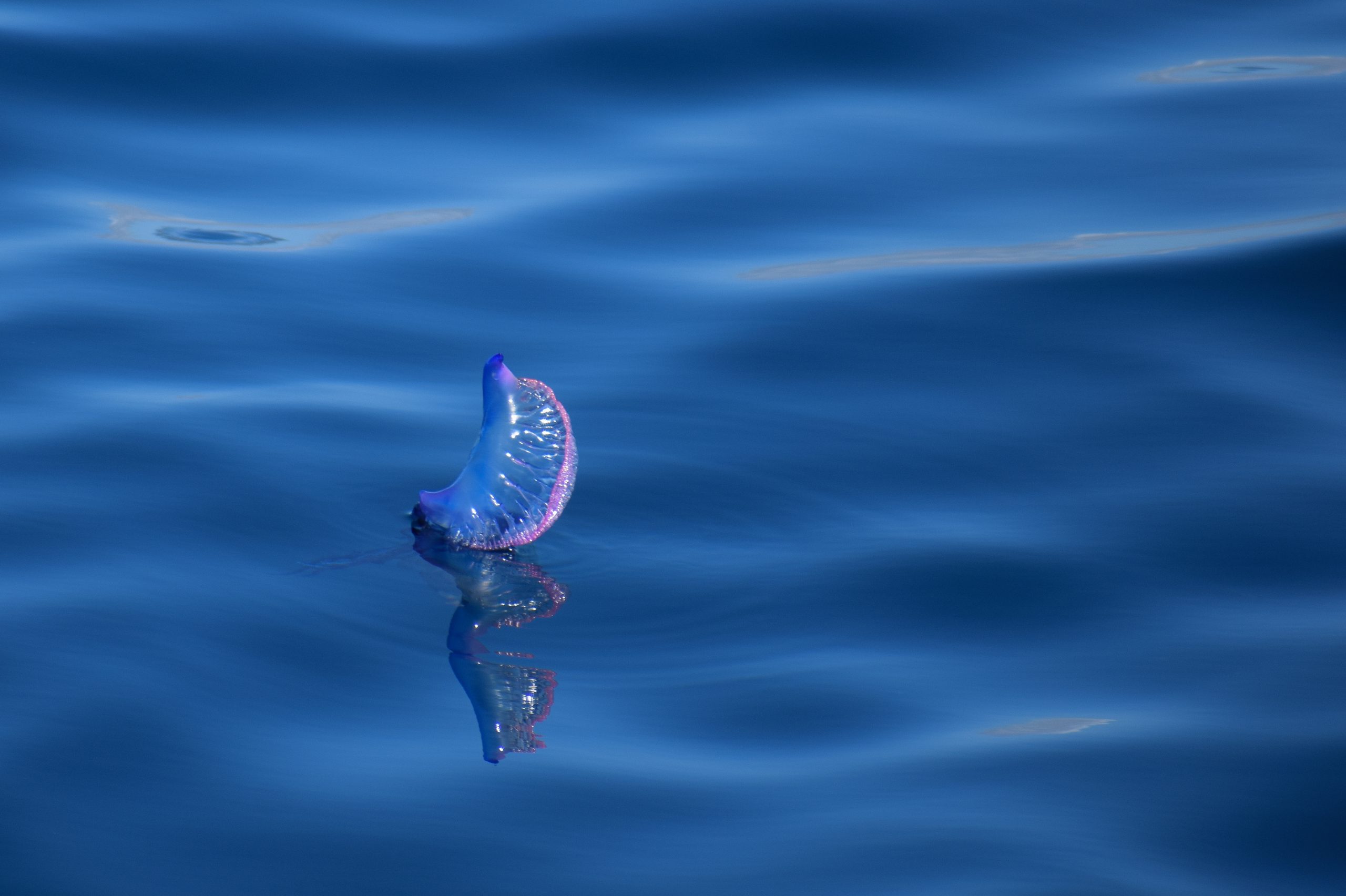 Portuguese Man-o-war Jellyfish (Physalia physalis) | Everything You Need to know