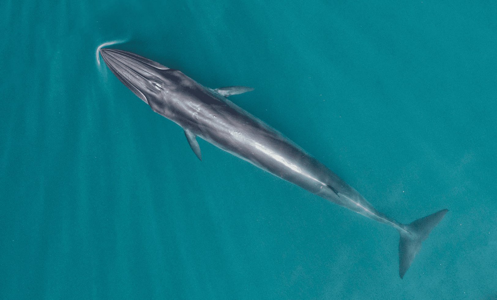 How Fast Can Whales Swim? | Scientific Approach