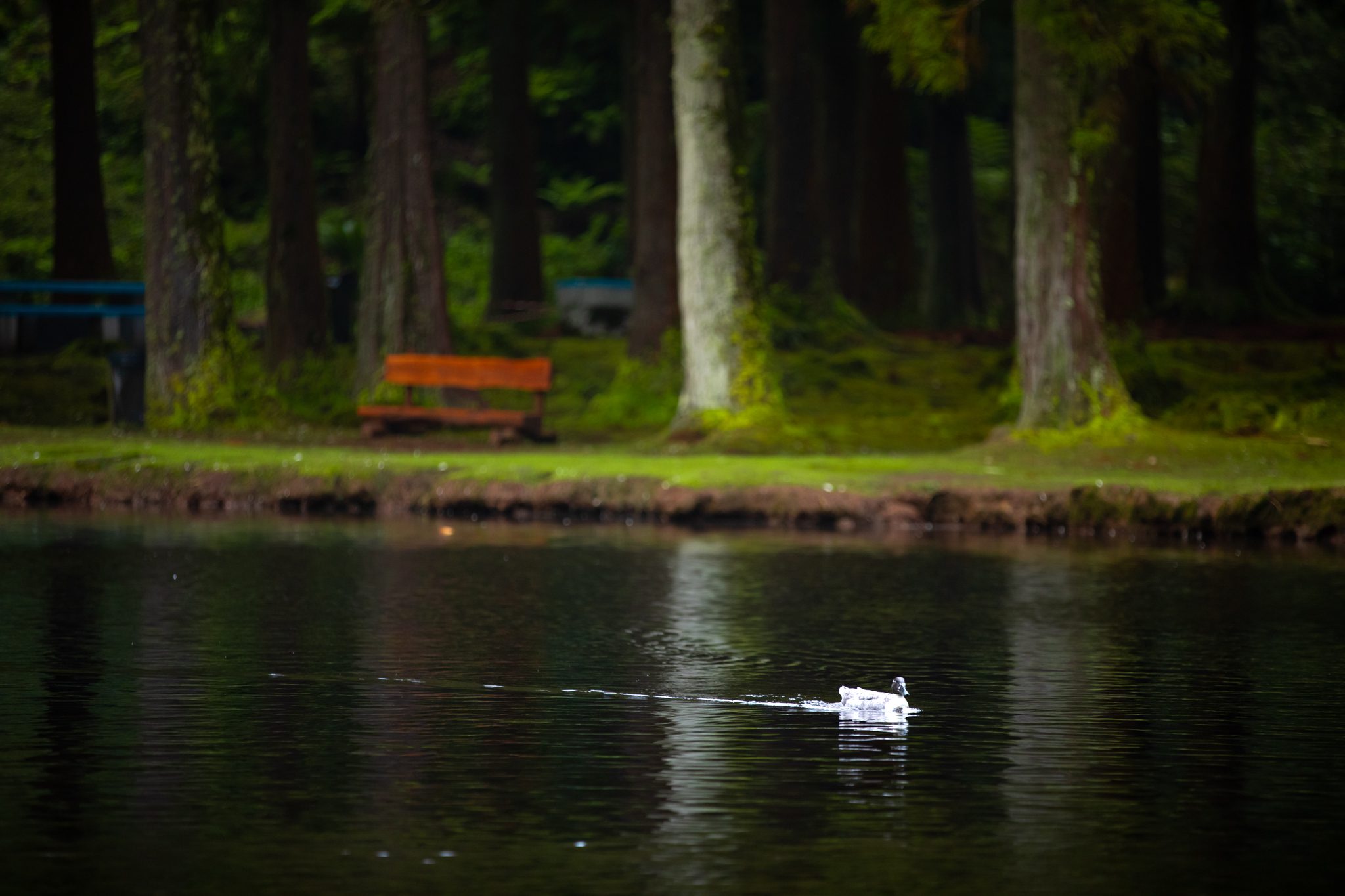 Lagoa das Patas: Terceira’s Mirror Water