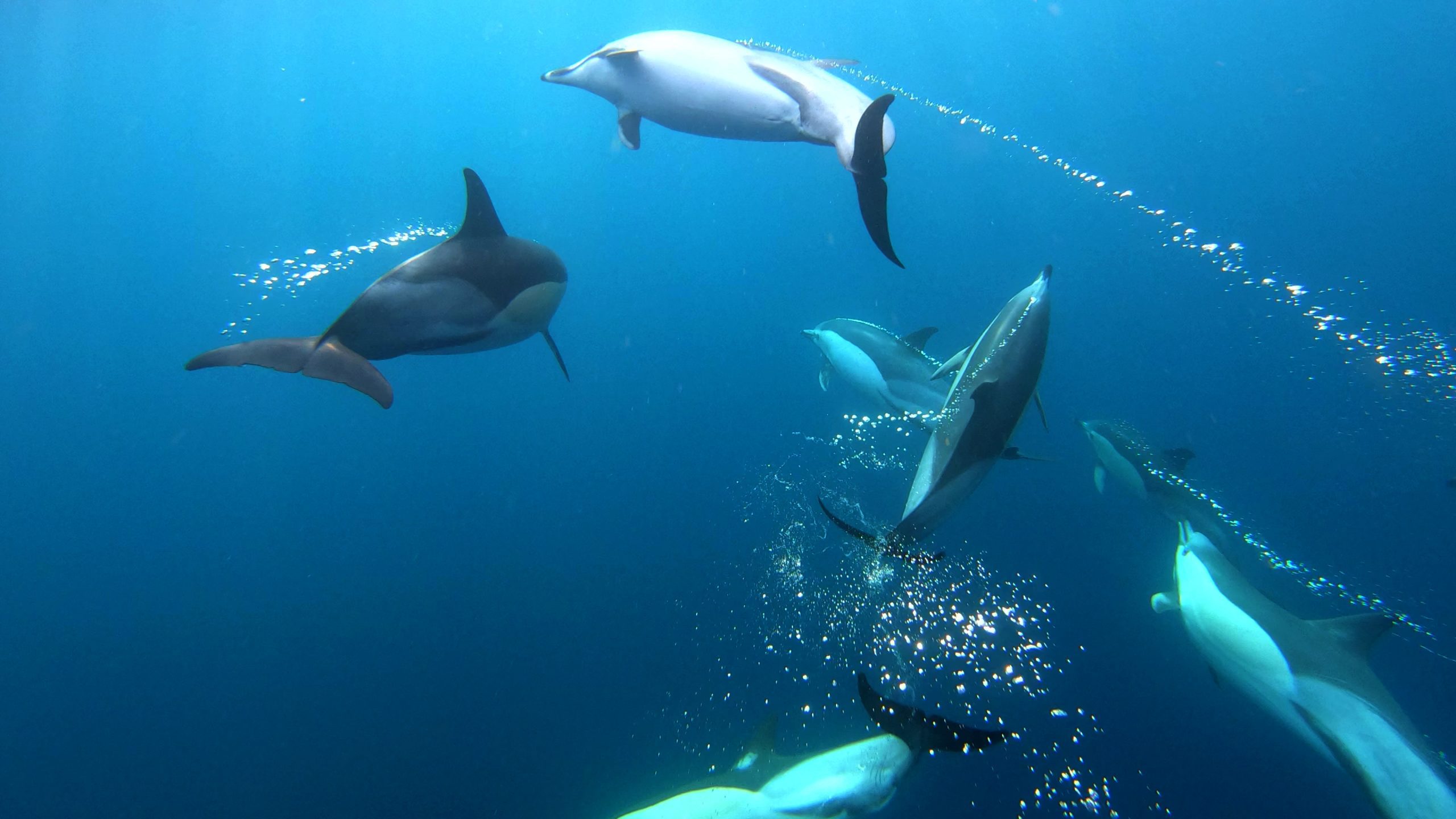 David Rodrigues | Common dolphins playing.