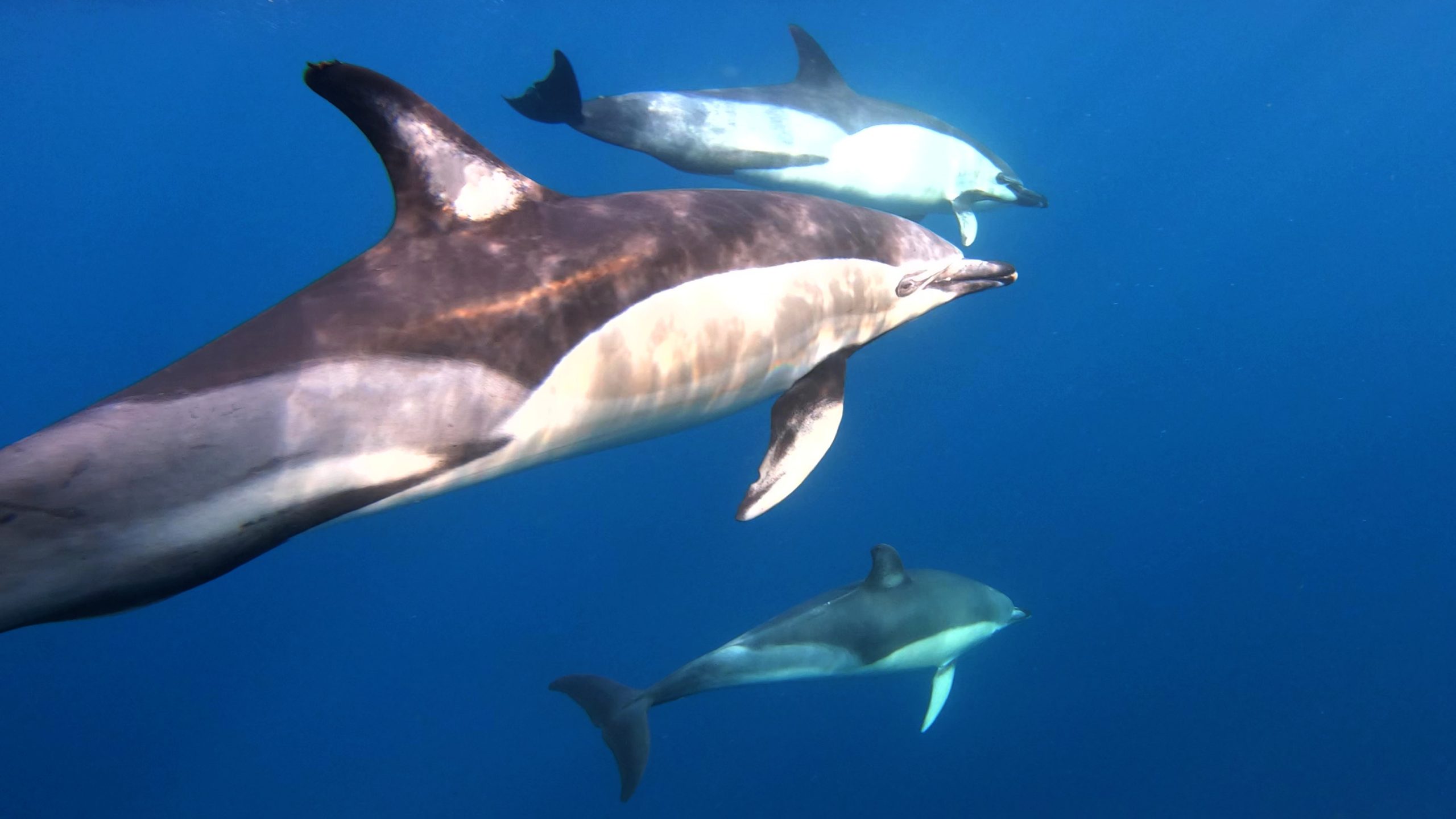 David Rodrigues | Common dolphins.