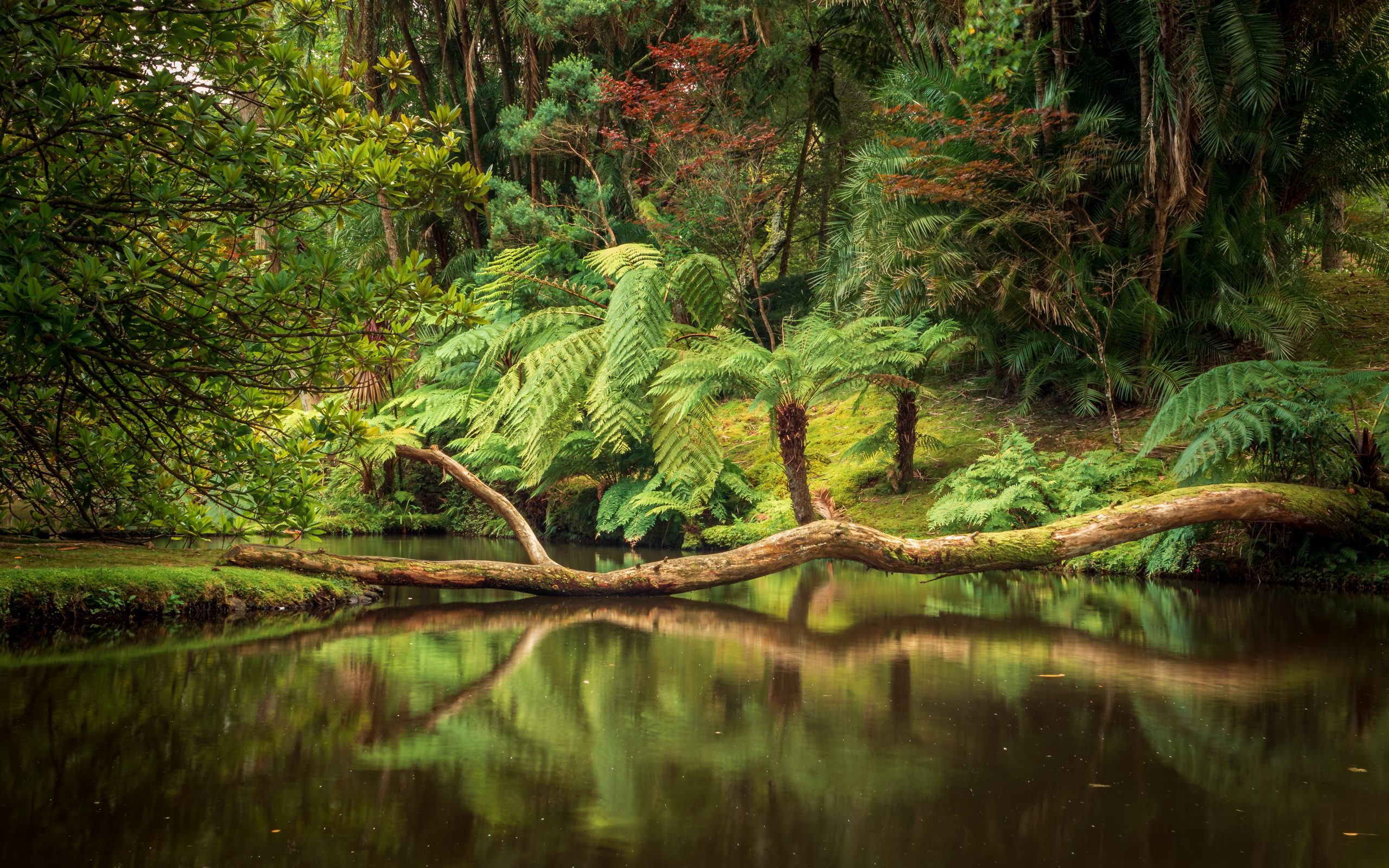 Terra Nostra: One of the Most Beautiful Gardens in the World