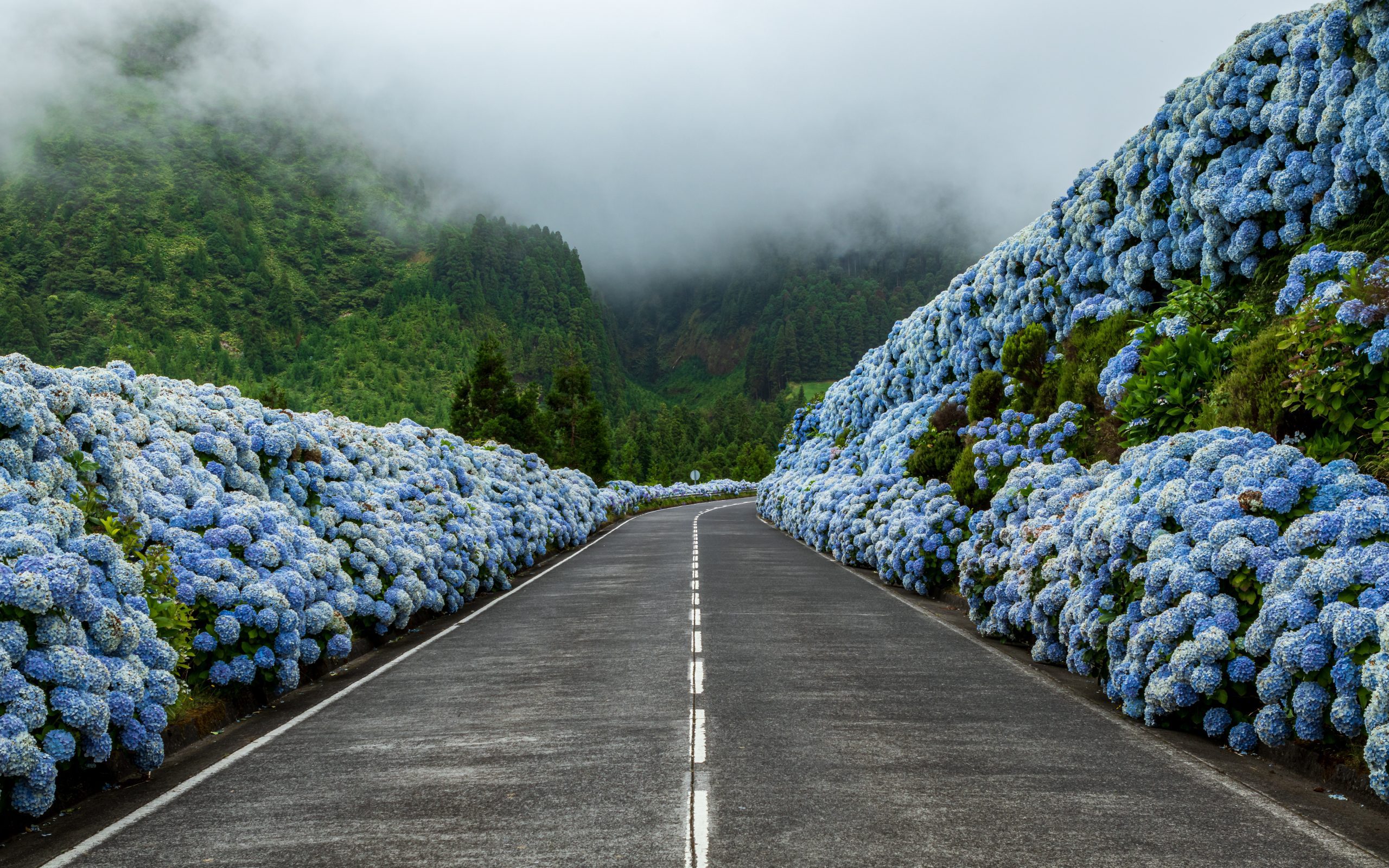 Marco Medeiros | The hydrangea road leading to Lagoa das Sete Cidades